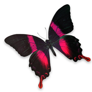 Beautiful Black and Red butterfly