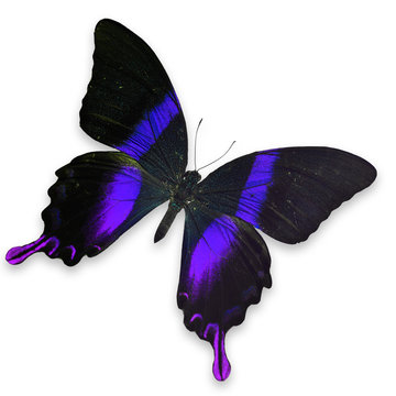 Beautiful Black and Purple butterfly