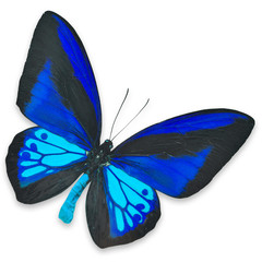 Beautiful Black and Blue butterfly