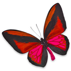 Beautiful Black and Red butterfly
