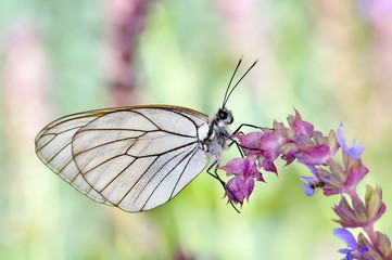 butterfly in natural habitat (aporia crataegi)