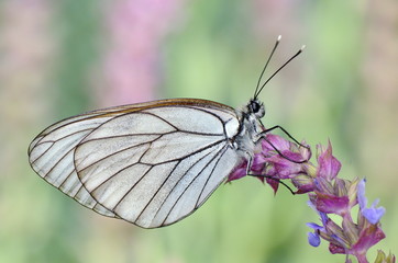 butterfly in natural habitat (aporia crataegi)
