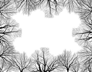 frame from black bare trees isolated on white