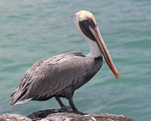 Pelican on the rock