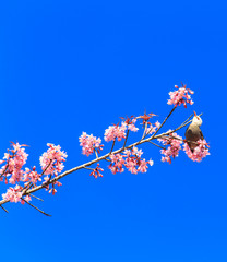 White-headed Bulbul bird on twig of sakura 
