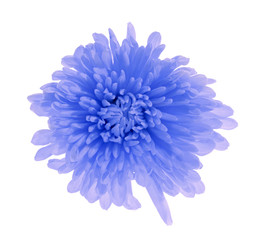 single blue color isolated flower
