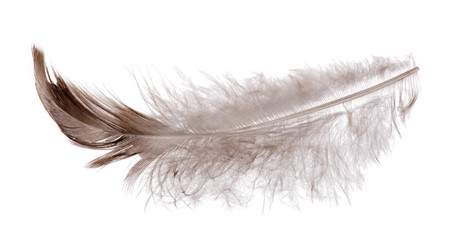 feather with brown down on white