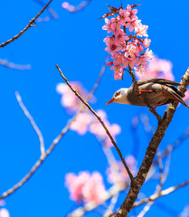 White-headed Bulbul bird on twig of sakura 