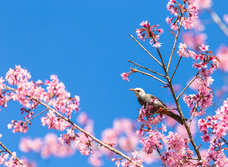 White-headed Bulbul bird on twig of sakura 
