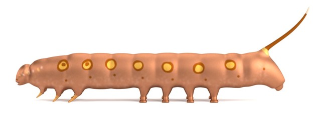 realistic 3d render of caterpillar
