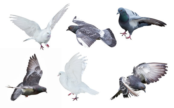 six isolated on white pigeons