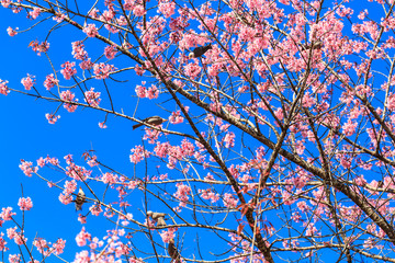 White-headed Bulbul bird  on twig of sakura