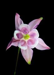 Obraz na płótnie Canvas Pink Columbine flower