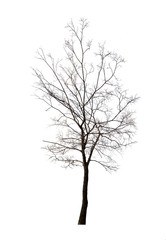 isolated winter dark bare tree