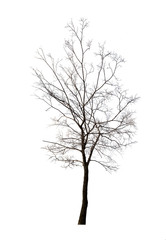 Fototapeta premium isolated winter dark bare tree