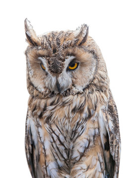 light brown owl on white background