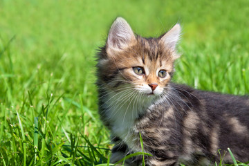 Fototapeta premium the fluffy kitten plays in a green grass