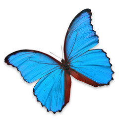 Blue butterfly