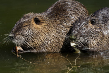 nutria