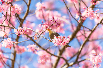 Fototapeta na wymiar White-headed Bulbul bird on twig of sakura