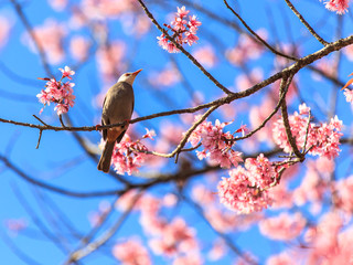 White-headed Bulbul bird  on twig of sakura