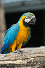 macaw