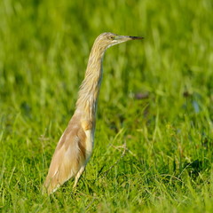 golden heron (ardeola ralloides)
