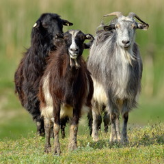 domestic goat on field in spring