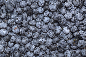 blueberry background