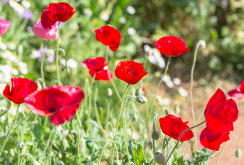 Wild flower meadow with poppies 