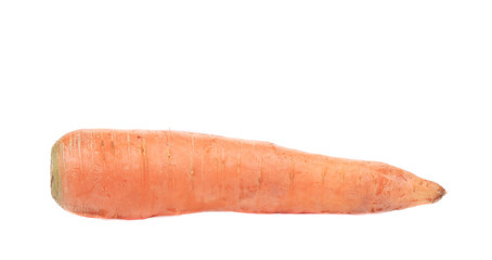 Fresh carrot.