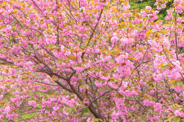 Blooming double cherry blossom tree