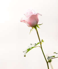 Beautiful pink roses  