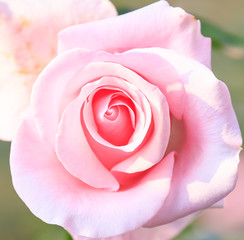 Beautiful pink roses  