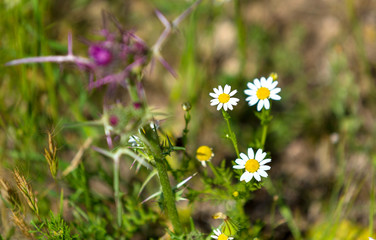 daisy flower in the wild