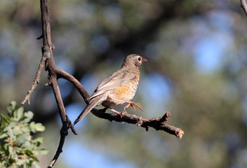 American Robin (Turdus migratorius) with juvenile plumage