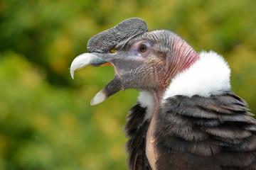 Andean Condor (Vultur gryphus) close-up portrait