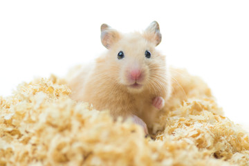 おがくずに埋もれるキンクマハムスター