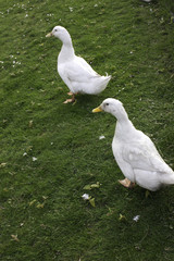 ducks