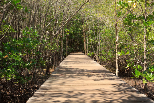 Passages in the mangrove forest