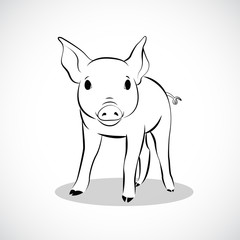 pig