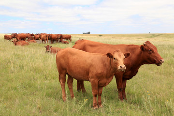 Cattle