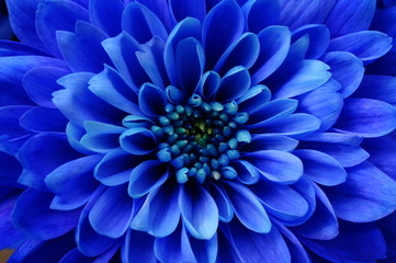 Plakat Macro of blue flower aster