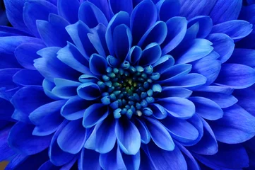 Papier peint photo autocollant rond Fleurs Macro d& 39 aster fleur bleue