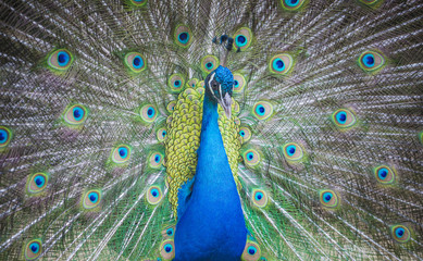 Obraz premium Peacock