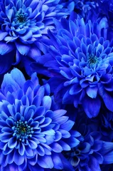 Sheer curtains Flowers Macro of blue flower aster