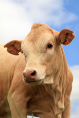 Bull calf head.