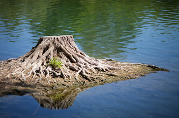 cut tree flooded by water