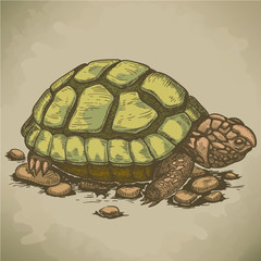 illustration of engraving turtle in retro style