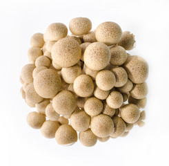 fresh mushroom champignon isolated on white background